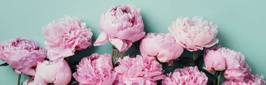 Why Is the Peony Known as the “King of Flowers” in China?