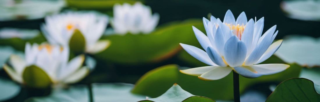 The Symbolic Meaning of the Lotus in Chinese Culture: The Eternal Flower Blooming from the Depths of Mud